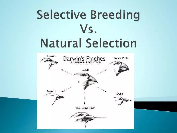 selective breeding vs natural selection