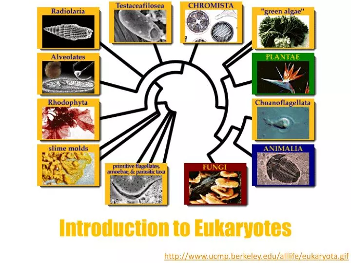 introduction to eukaryotes