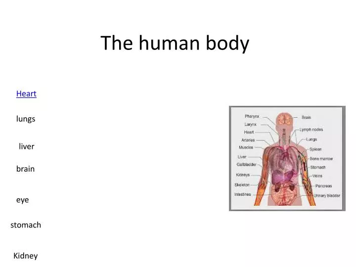 the human body