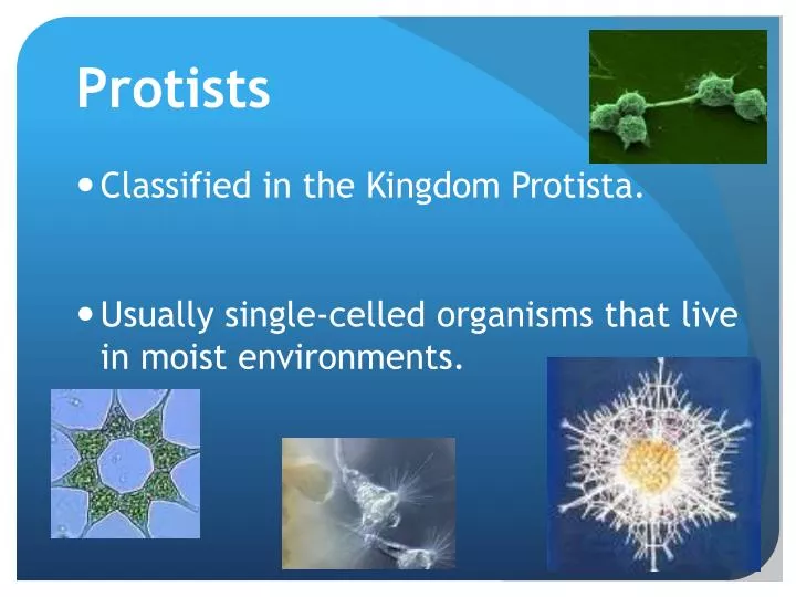 protists