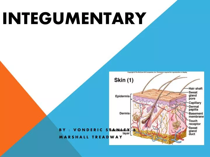 integumentary