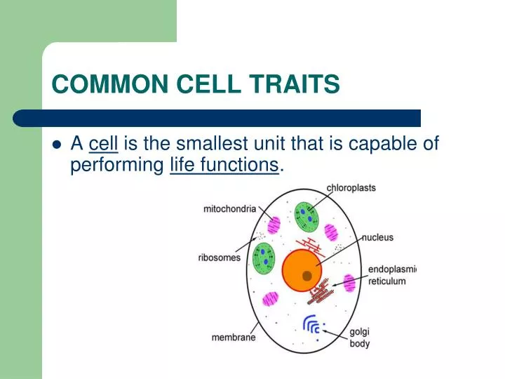 common cell traits