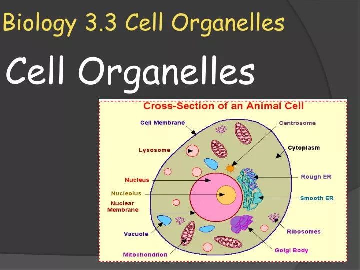 biology 3 3 cell organelles