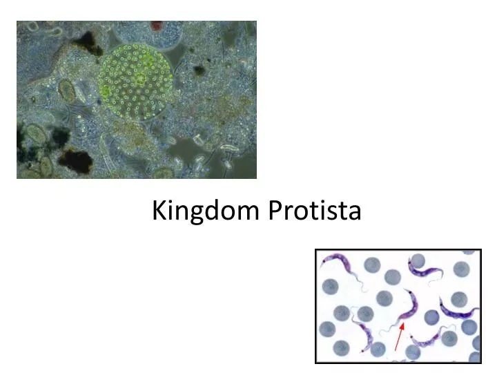 kingdom protista