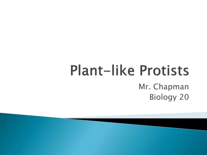 plant like protists