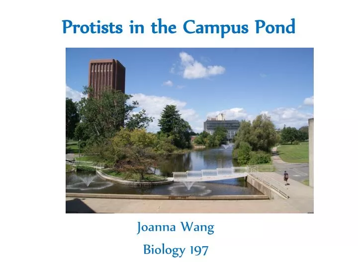 protists in the campus pond