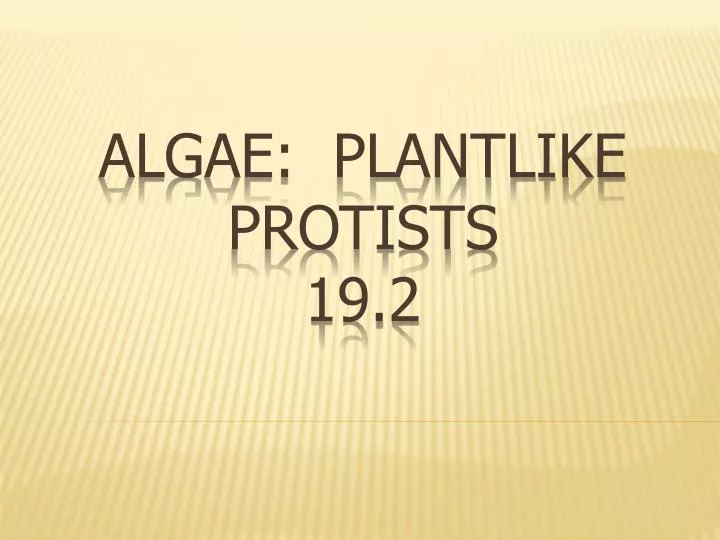 algae plantlike protists 19 2