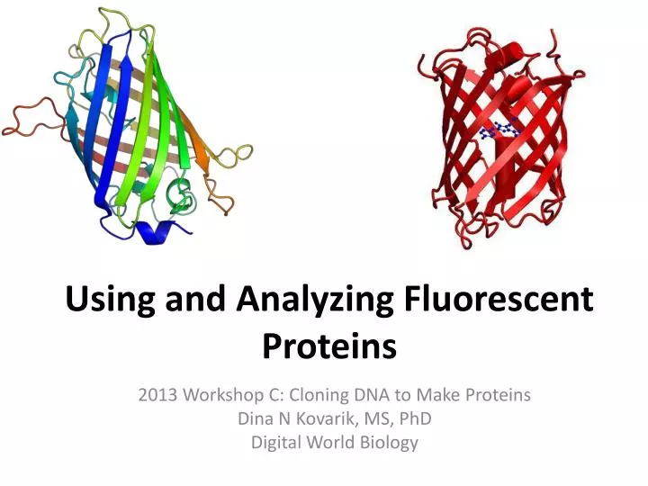 using and analyzing fluorescent proteins