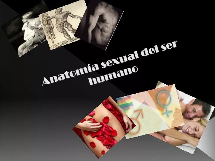 anatom a sexual del ser humano