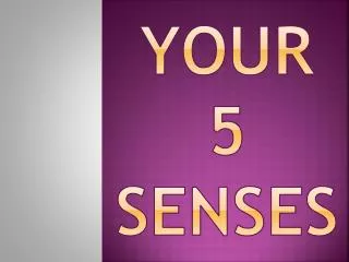 your 5 Senses