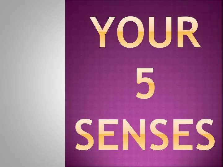 your 5 senses