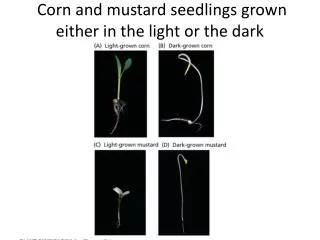 Corn and mustard seedlings grown either in the light or the dark