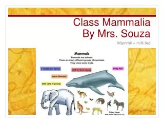 Class Mammalia By Mrs. Souza