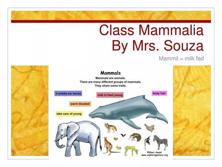 class mammalia by mrs souza
