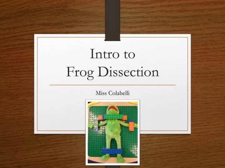 intro to frog dissection