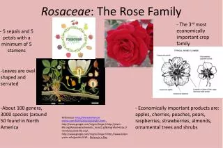 Rosaceae : The Rose Family