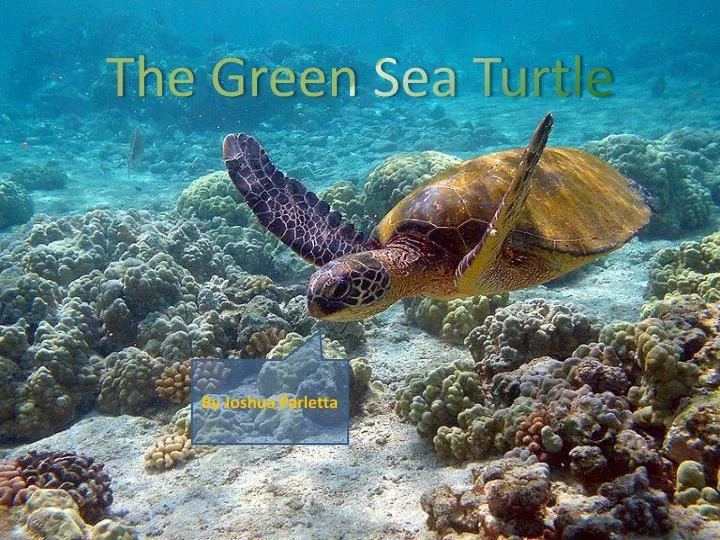 the green sea turtle