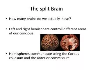 The split Brain