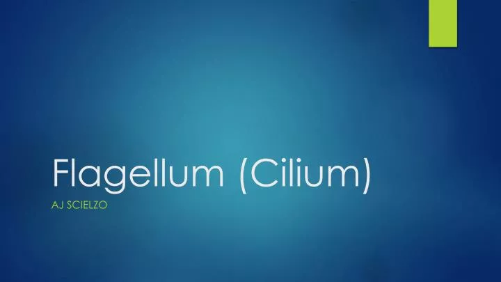 flagellum cilium