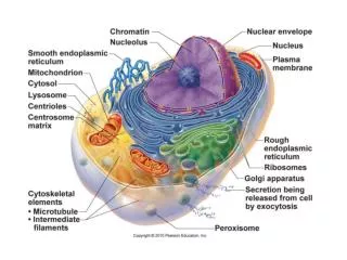 Simple Squamous