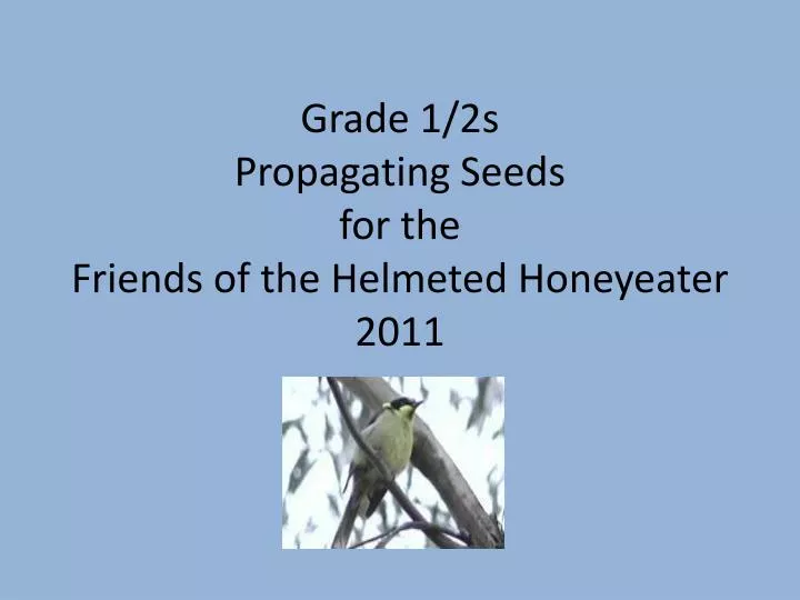 grade 1 2s propagating seeds for the friends of the helmeted honeyeater 2011