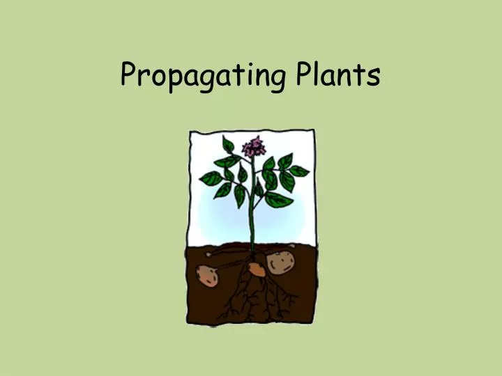 propagating plants