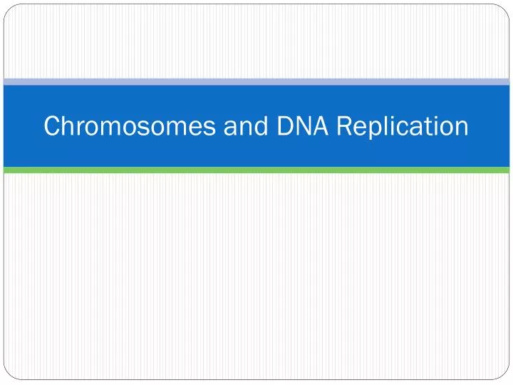 chromosomes and dna replication