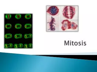mitosis
