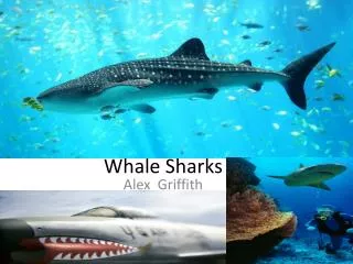 whale sharks