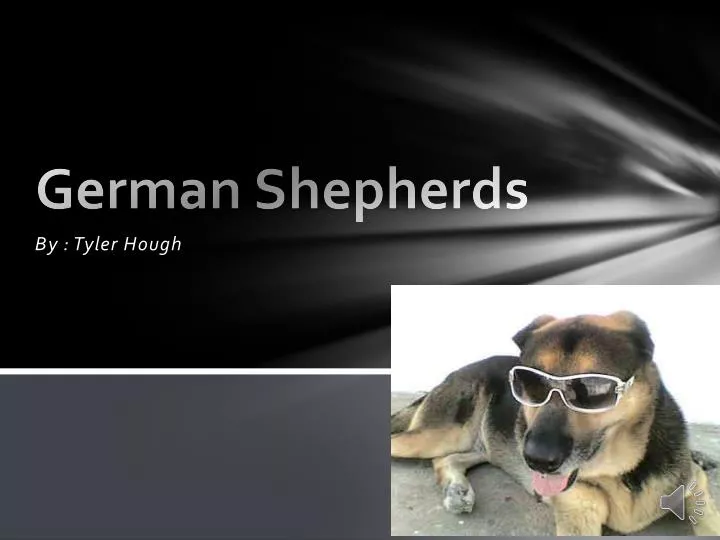german shepherds