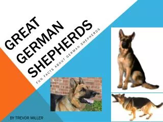Great German Shepherds