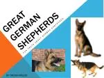 Great German Shepherds - slide 1