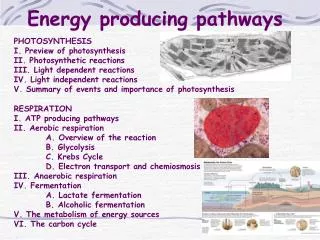 Energy producing pathways
