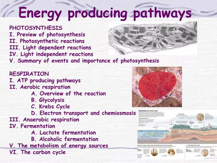energy producing pathways