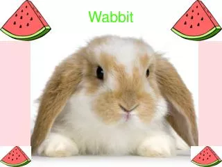 Wabbit