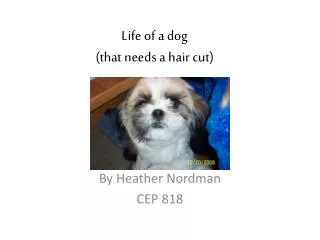Life of a dog (that needs a hair cut)