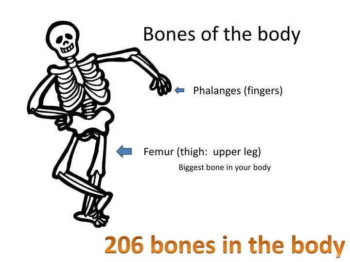 bones of the body