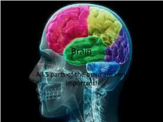 brain