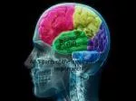 Brain - slide 1