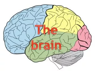 The brain