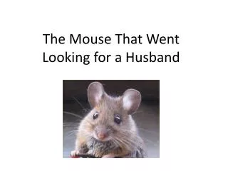 The Mouse That Went Looking for a Husband