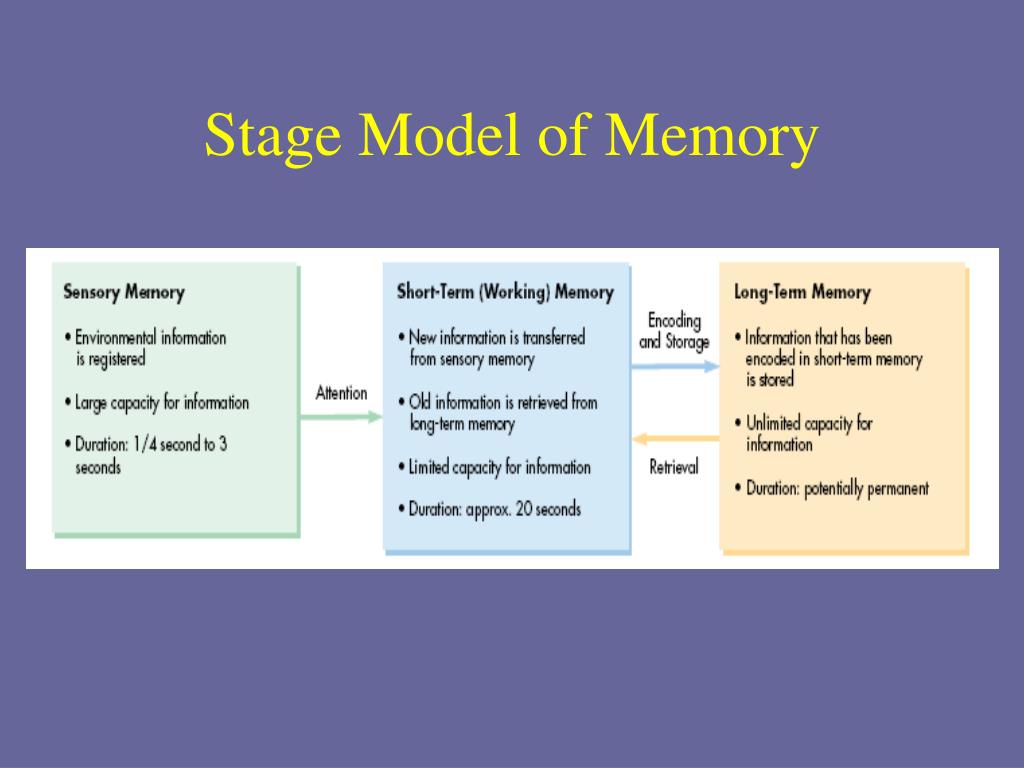 PPT - Stage Model of Memory PowerPoint Presentation, free download - ID ...