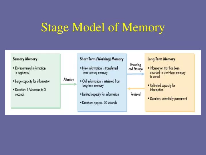 stage model of memory