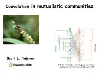 Coevolution in mutualistic communities