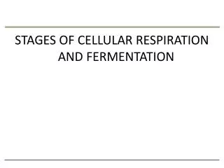 STAGES OF CELLULAR RESPIRATION AND FERMENTATION