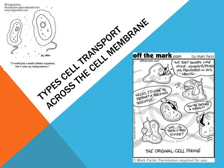 types cell transport across the cell membrane