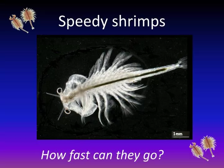 speedy shrimps