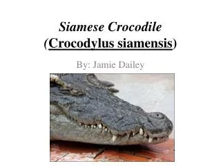 Siamese Crocodile ( Crocodylus s iamensis )