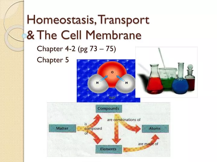 homeostasis transport the cell membrane