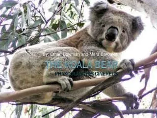 The Koala Bear Phascolarctos cinereus